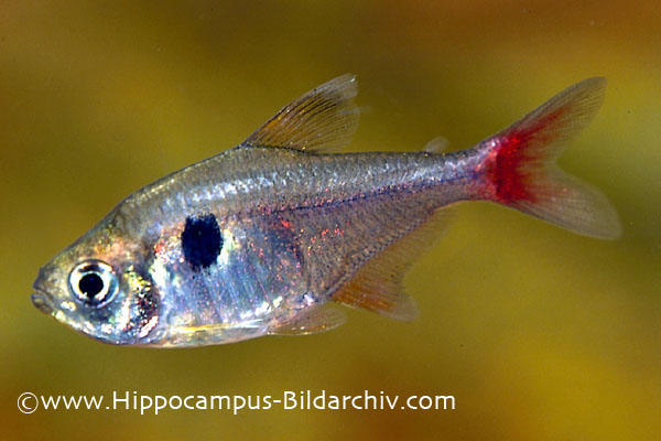 Hyphessobrycon roseus