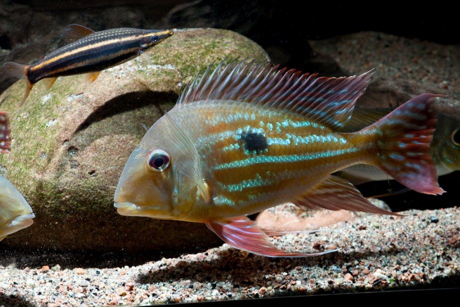 Geophagus winemilleri