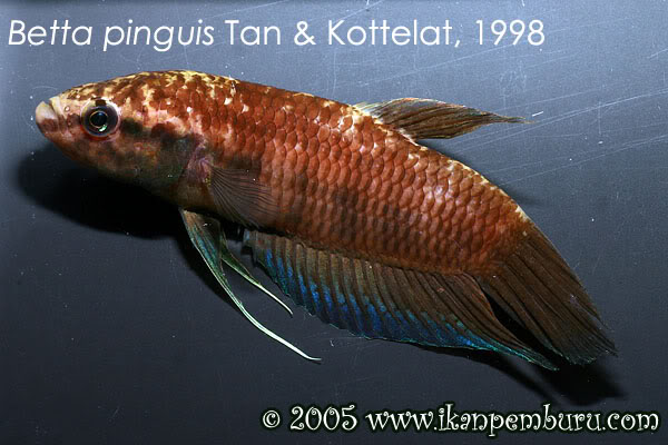 Betta pinguis