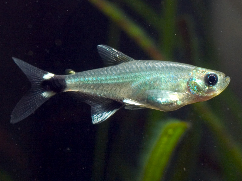 Aphyocharax nattereri