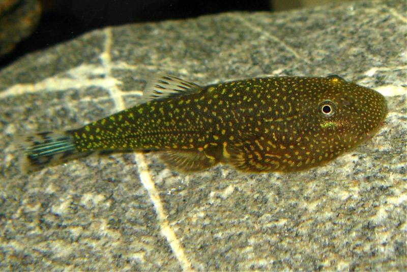Gastromyzon stellatus
