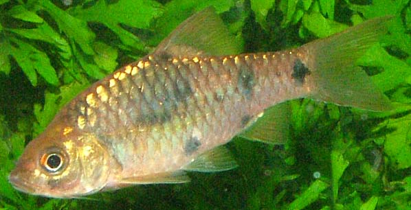 Barbodes banksi