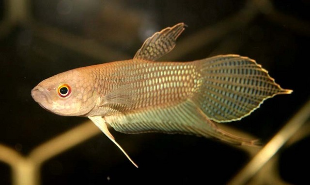Betta ibanorum