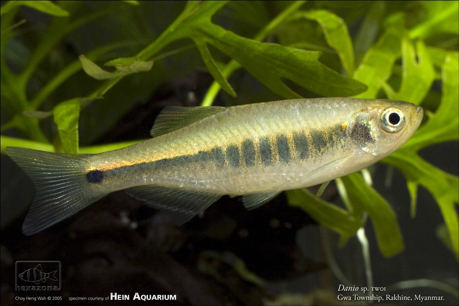 Danio sp. 'TW01'