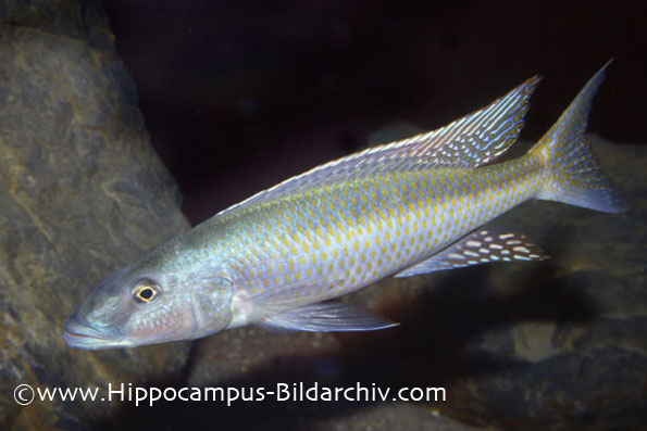 Champsochromis spilorhynchus
