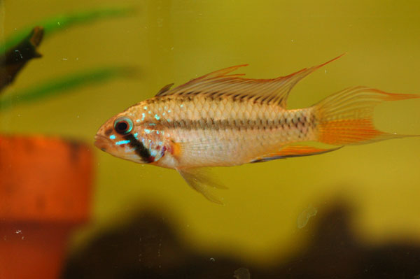 Apistogramma sp. 'breitbinden'