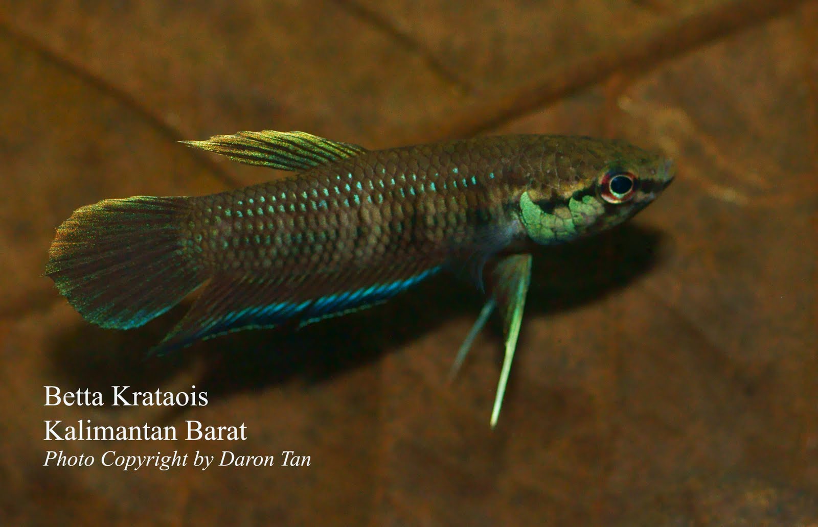 Betta krataios