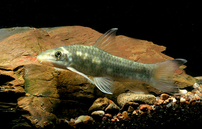 Garra rakhinica