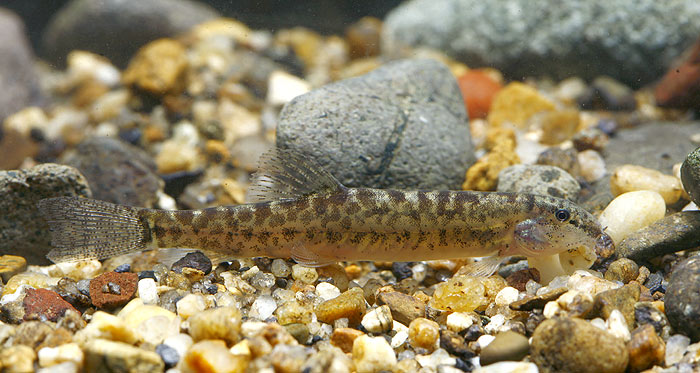 Lepidocephalichthys kranos