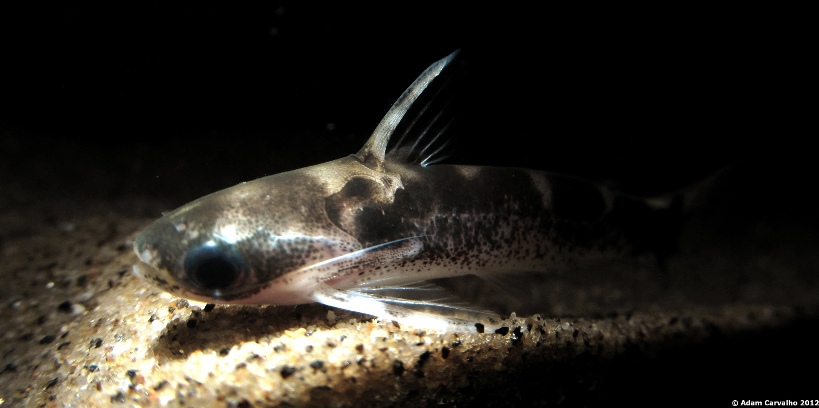 Balroglanis macracanthus