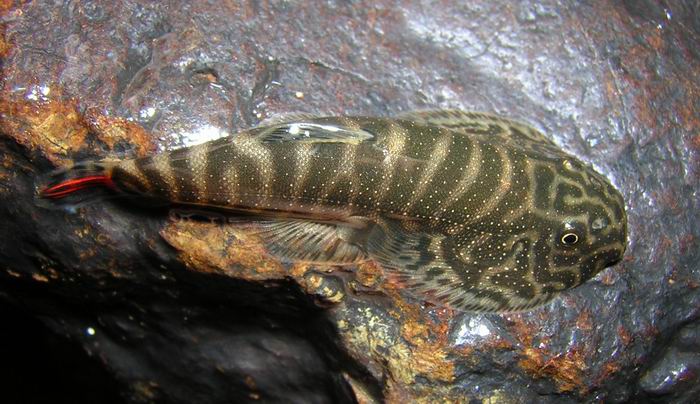 Gastromyzon sp. 'SK02'
