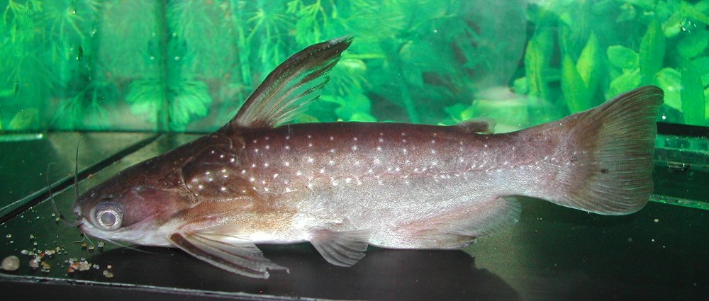 Auchenipterichthys coracoideus