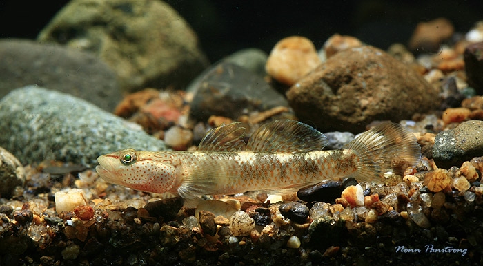 Rhinogobius chiengmaiensis