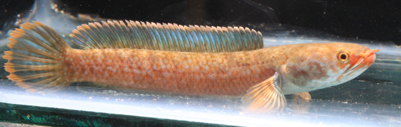 Channa burmanica