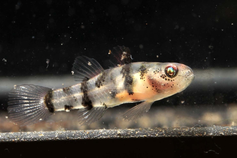 Brachygobius mekongensis