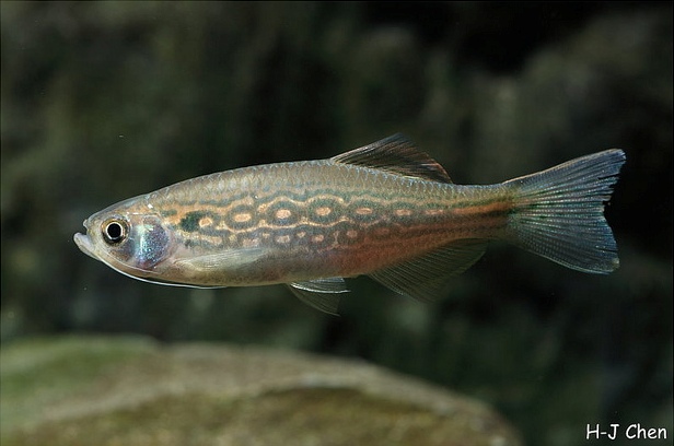 Danio dangila