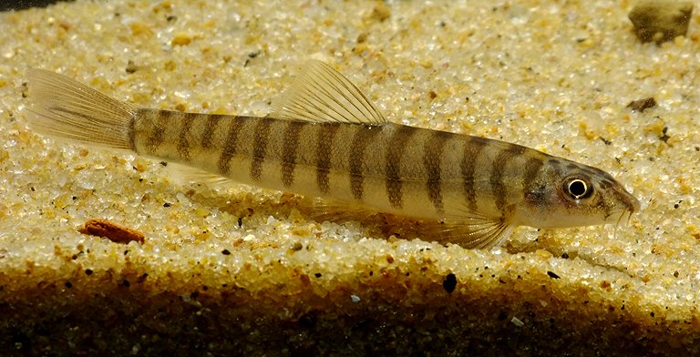 Schistura sp. 1