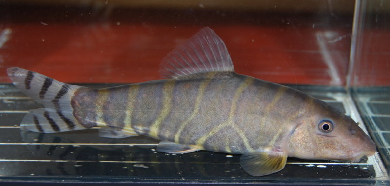 孟加拉沙鳅