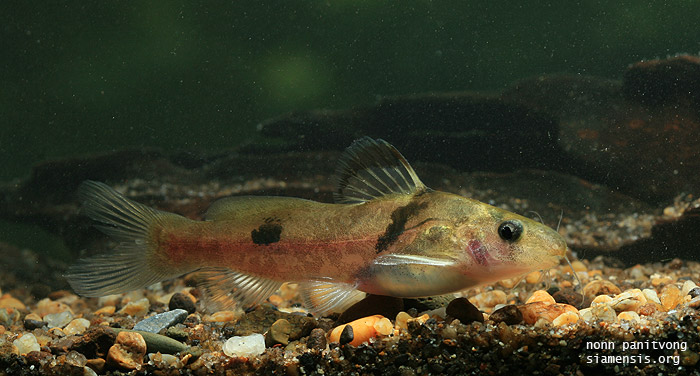 Batasio fluviatilis