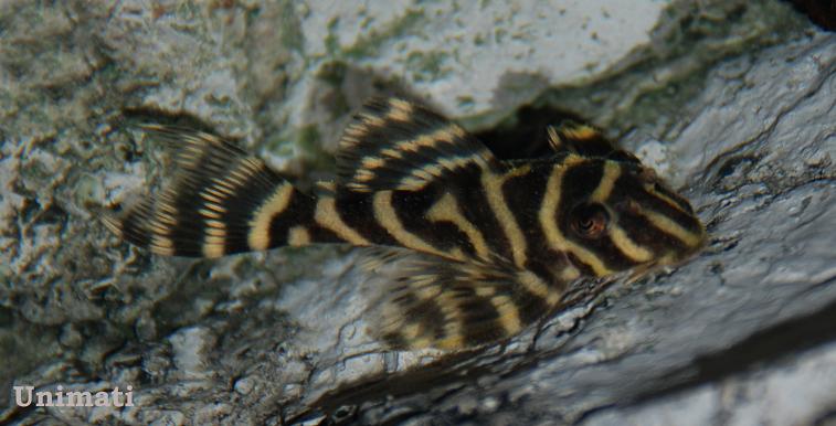Hypancistrus sp.