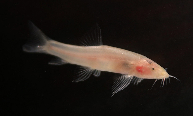 Schistura deansmarti