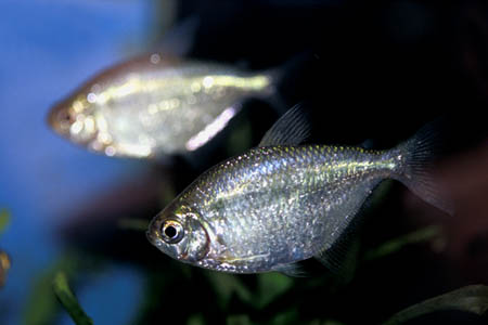 Gymnocorymbus bondi