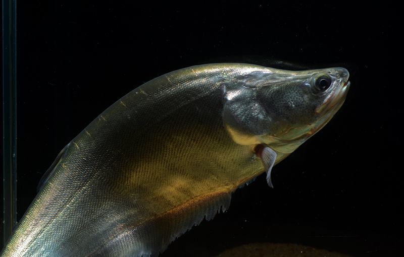 鲍孔弓背鱼