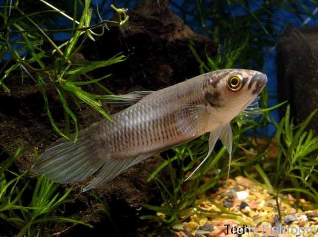 Betta pi