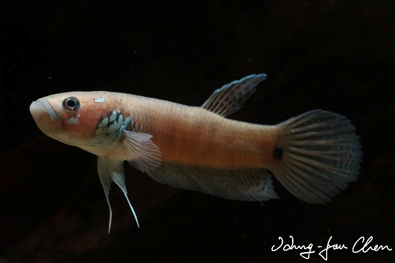 Betta ocellata