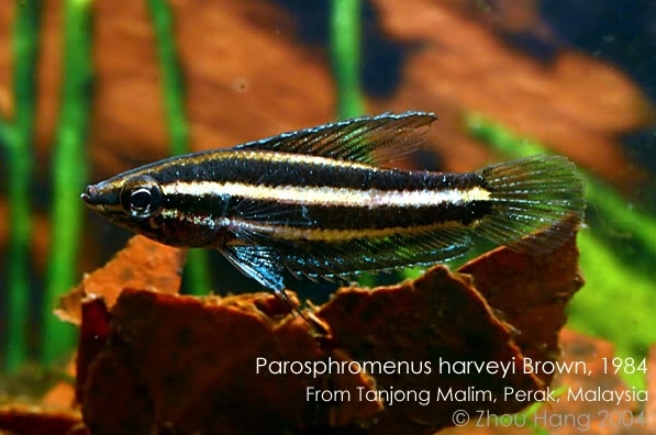 Parosphromenus harveyi