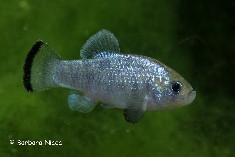 Cyprinodon alvarezi