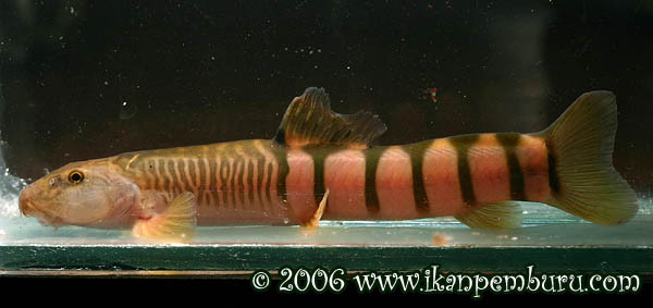 Schistura disparizona