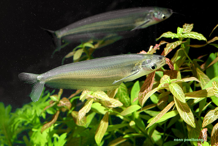 Kryptopterus geminus