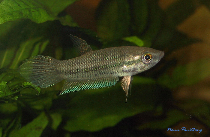 Betta pallida