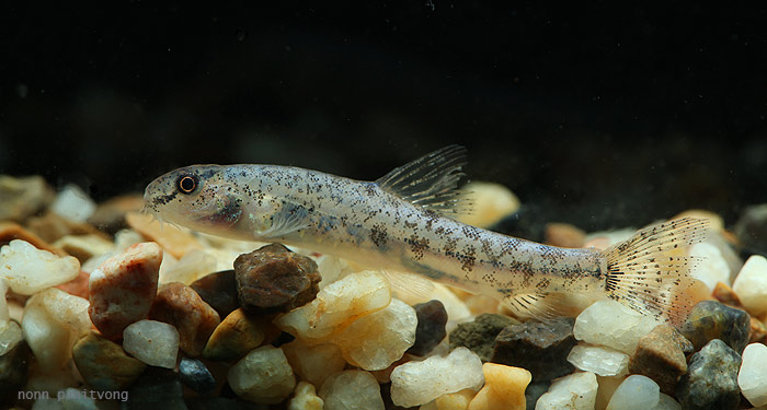 Lepidocephalichthys zeppelini