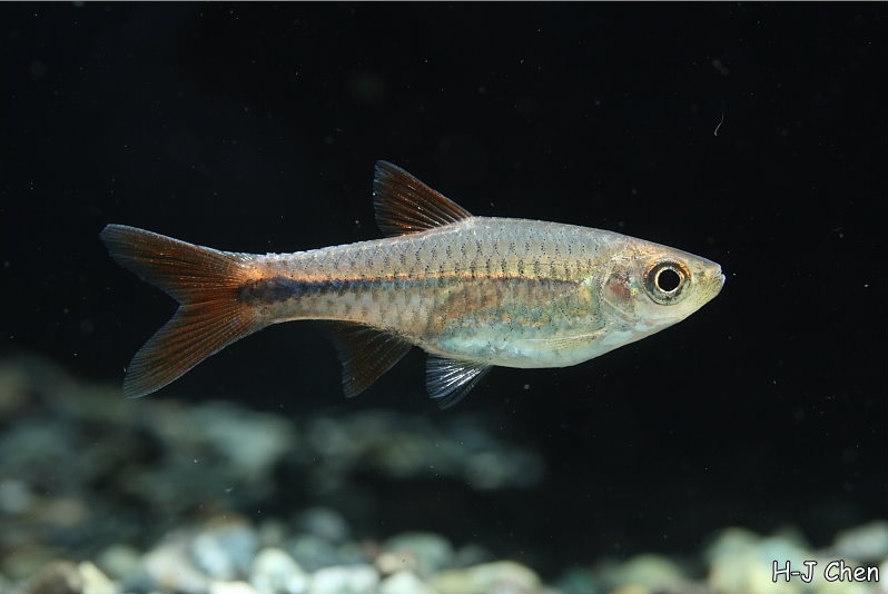 Rasbora lacrimula