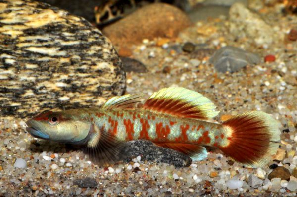 Rhinogobius zhoui