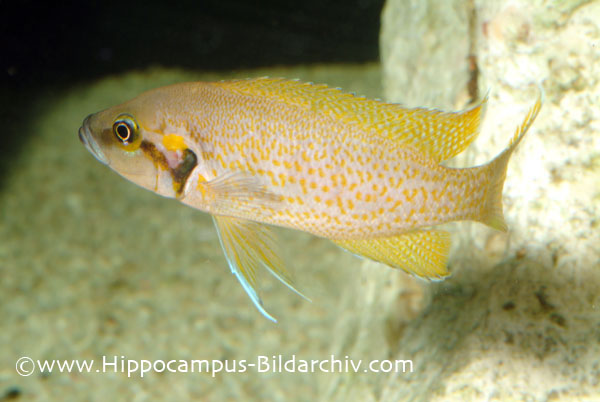 Neolamprologus helianthus