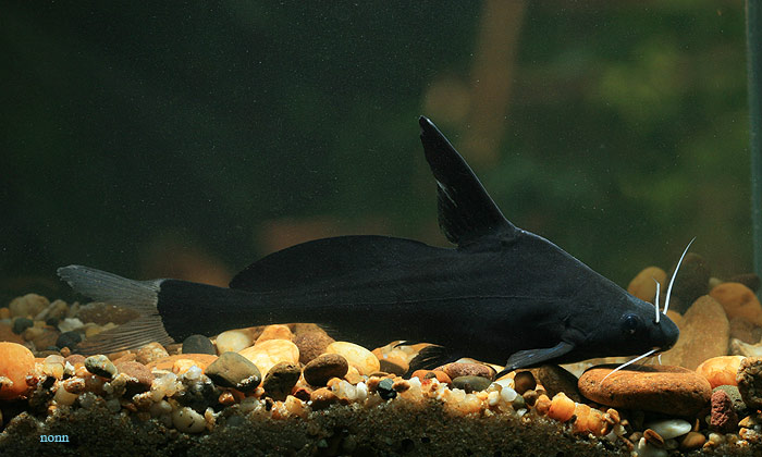 Bagrichthys majusculus