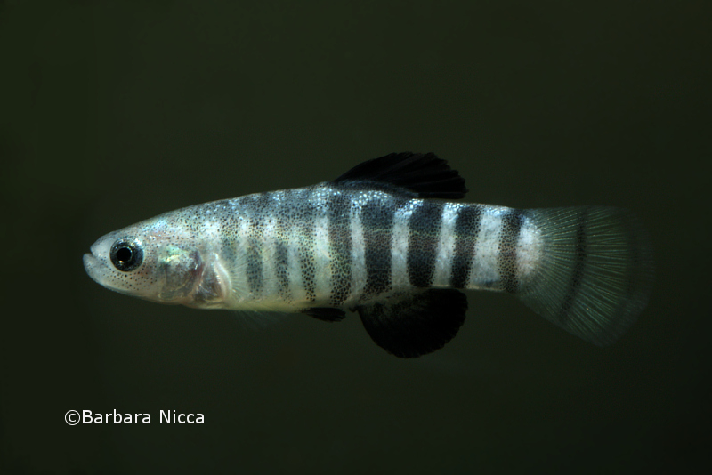 Anatolichthys transgrediens