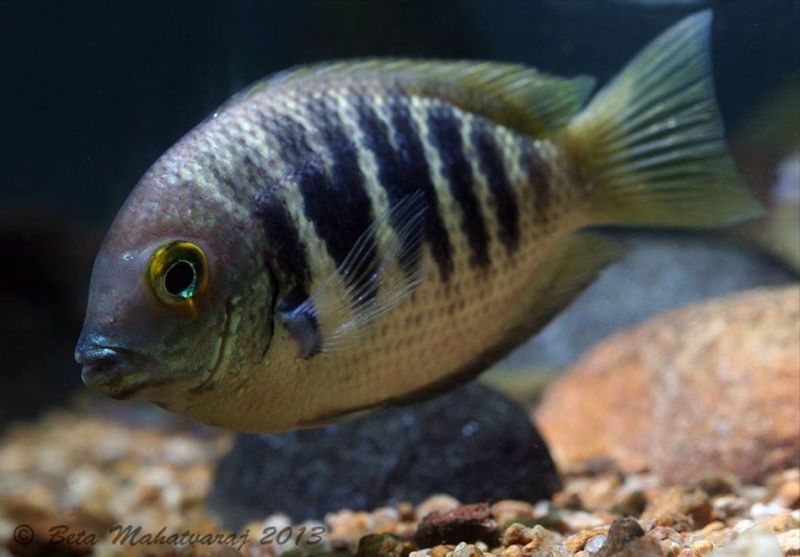 Etroplus canarensis