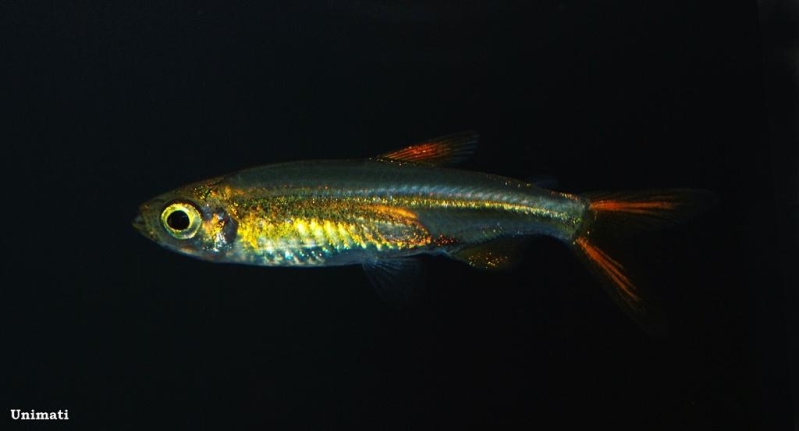 Ladigesia roloffi