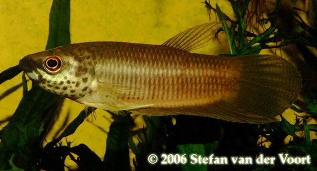 Betta pardalotos
