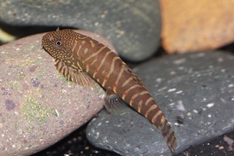 Erromyzon sp. 'ER02'