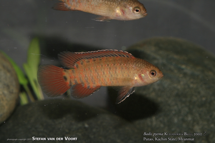 Badis pyema