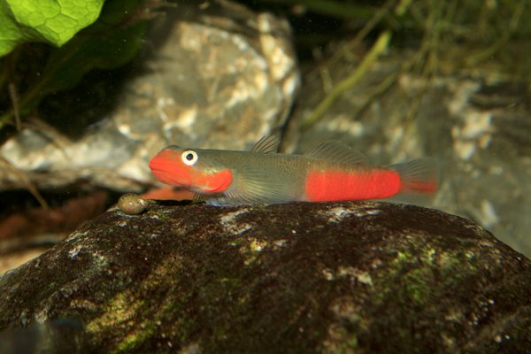 Sicyopus exallisquamulus