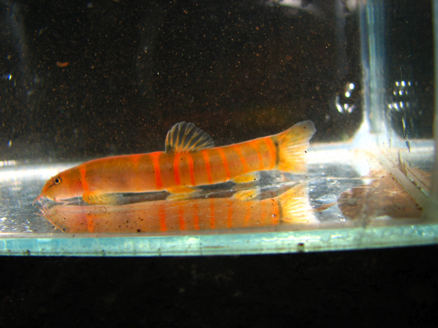 Schistura aurantiaca