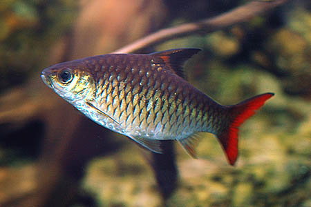 'Barbus' guirali