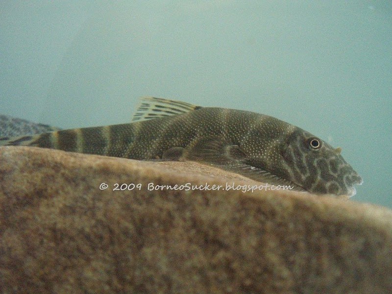 Gastromyzon extrorsus