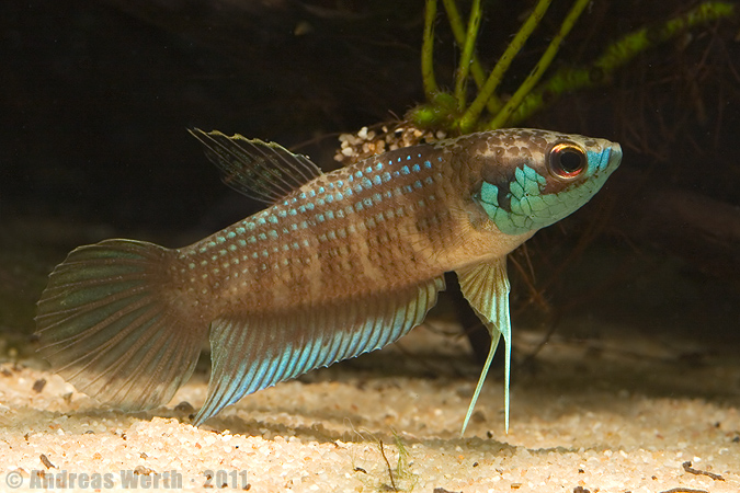 Betta kuehnei